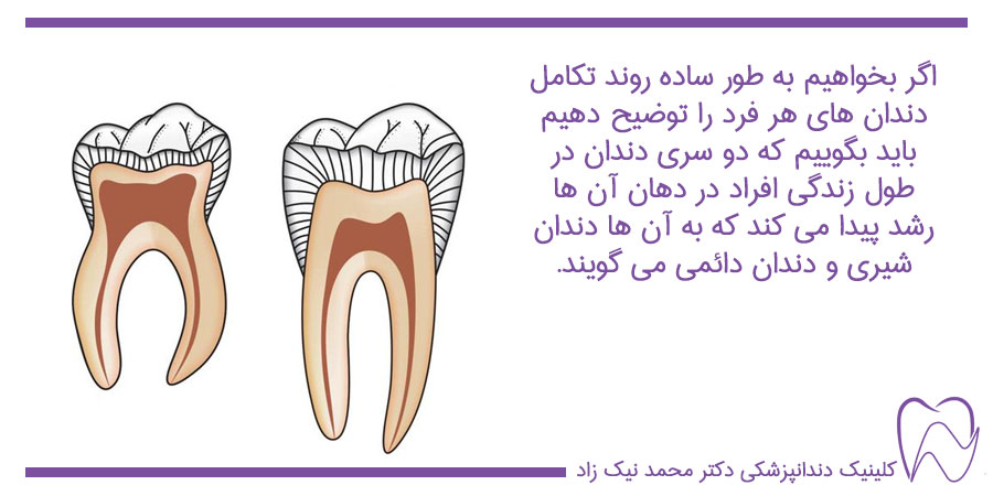 دندان های شیری و دائمی